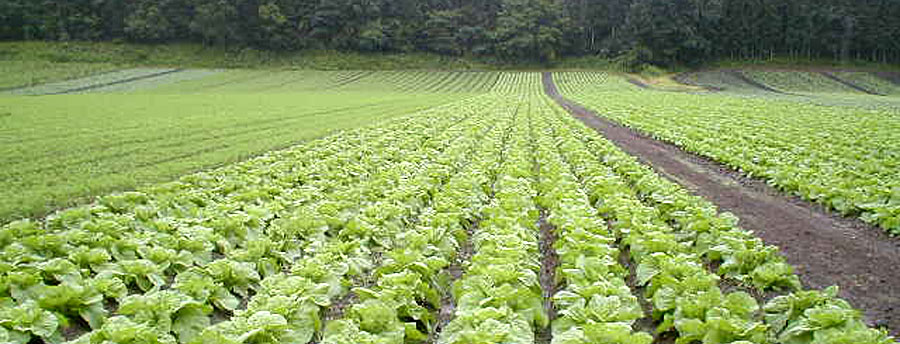 自社農場「ヤナセ農園」より新鮮な野菜をお届けします